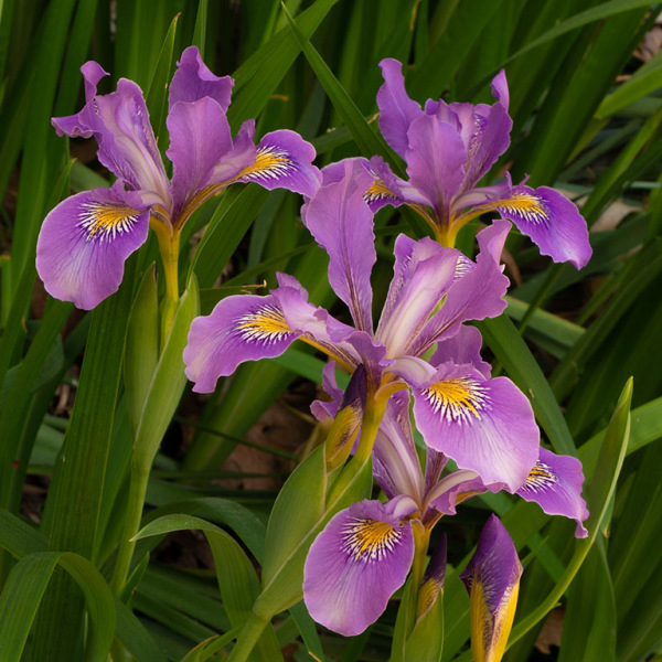 Douglas-Iris-Four