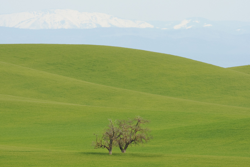 Emerald Hills