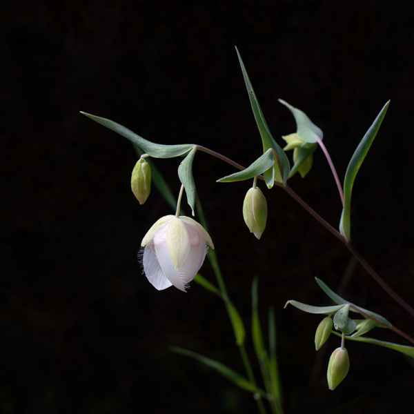 Globe-Lily-Square