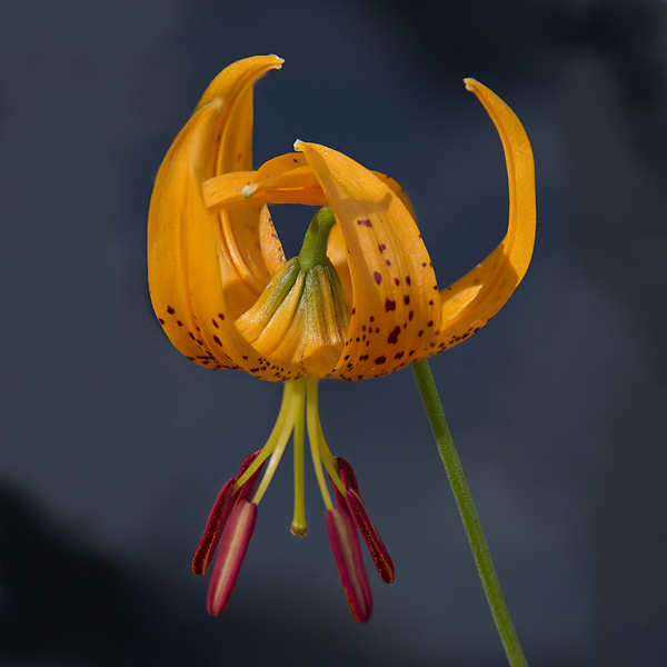 Leopard-Lily