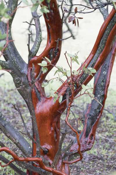 Manzanita Beauty