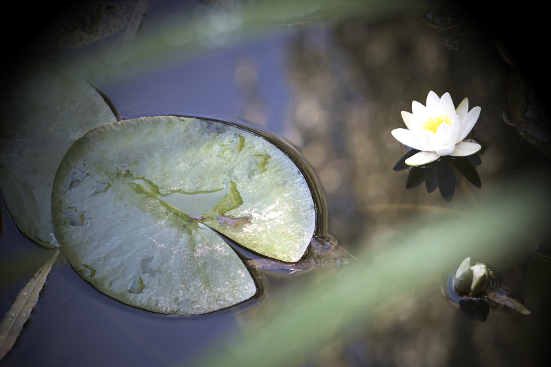 Monet-Lily-1