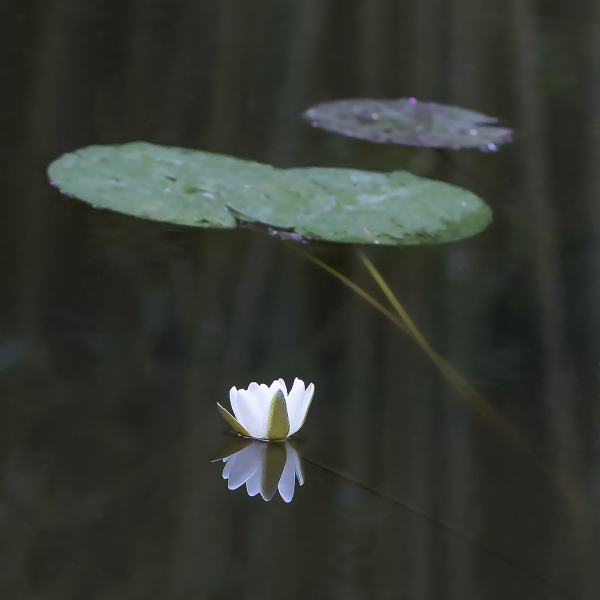 Monets-Flower