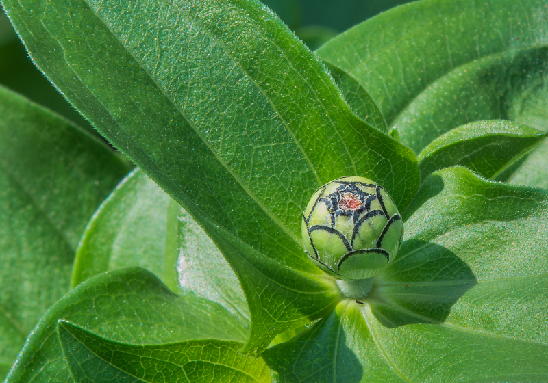 New-Bud
