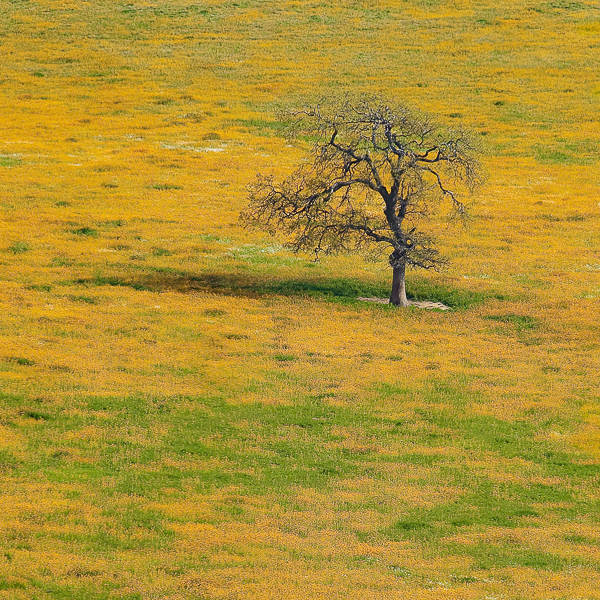 Oak in Mustard