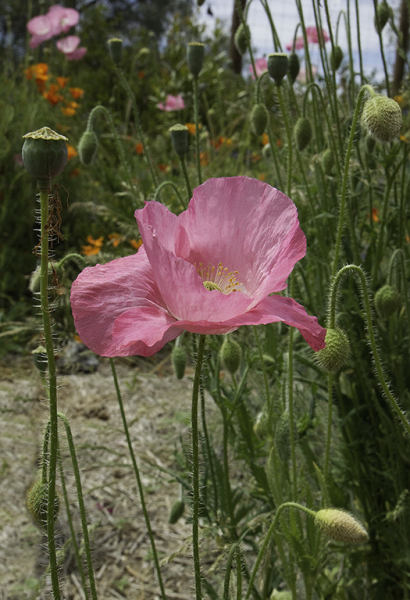 Poppy-Jungle-web