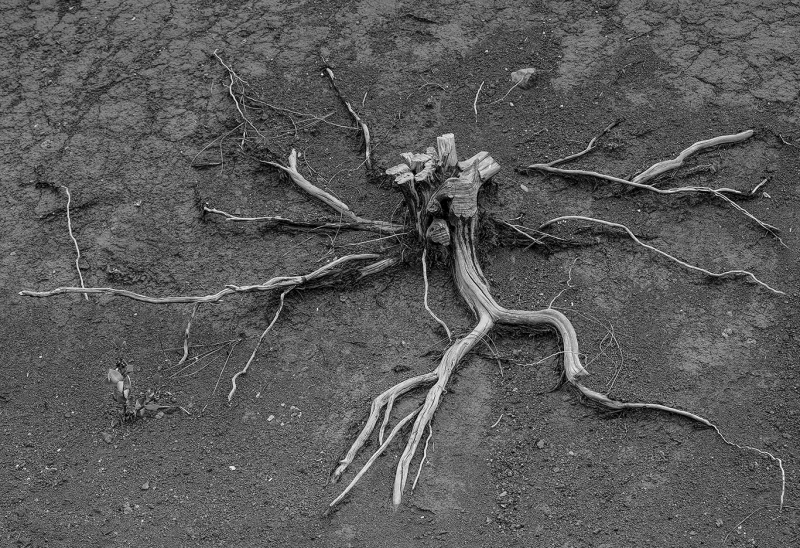 Prime-Roots