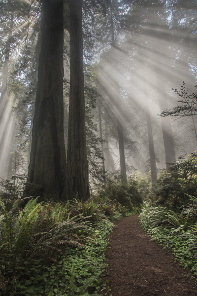 Redwood Cathedral