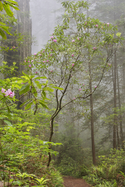 Rhododendron Path