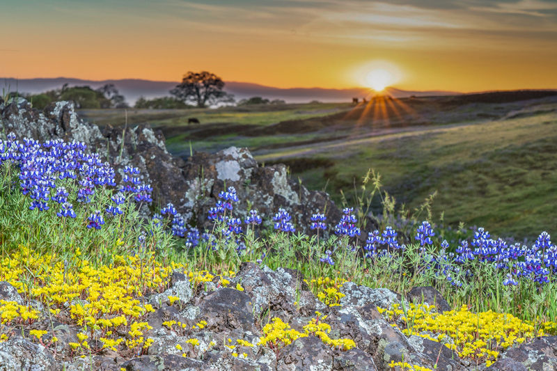 Table-Mountain-Sunset-Flowers-Web