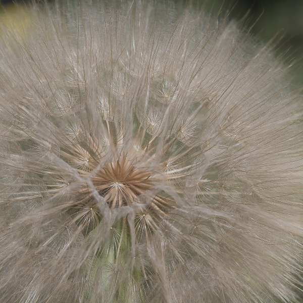 Western-Salsify-4x4