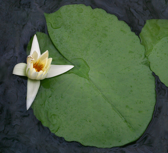 White-Lily-II
