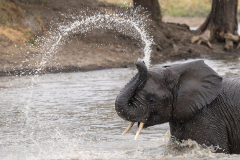 Baby-Elephant-Spray_DGW7801