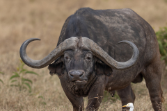 Cape-Buffalo-and-Buddy-