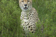 Cheetah-Portrait