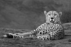 Cheetah-Repose-BW