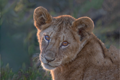 Cub-Sunset-Soft-Eyes