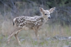The Fawn