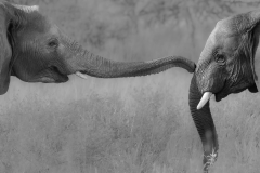 Hello-BW