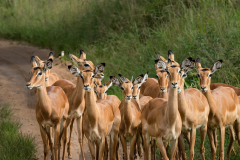 Impala-Boys-Girls-Club-