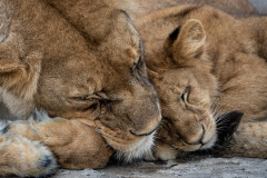 Mother-and-Cub-Love